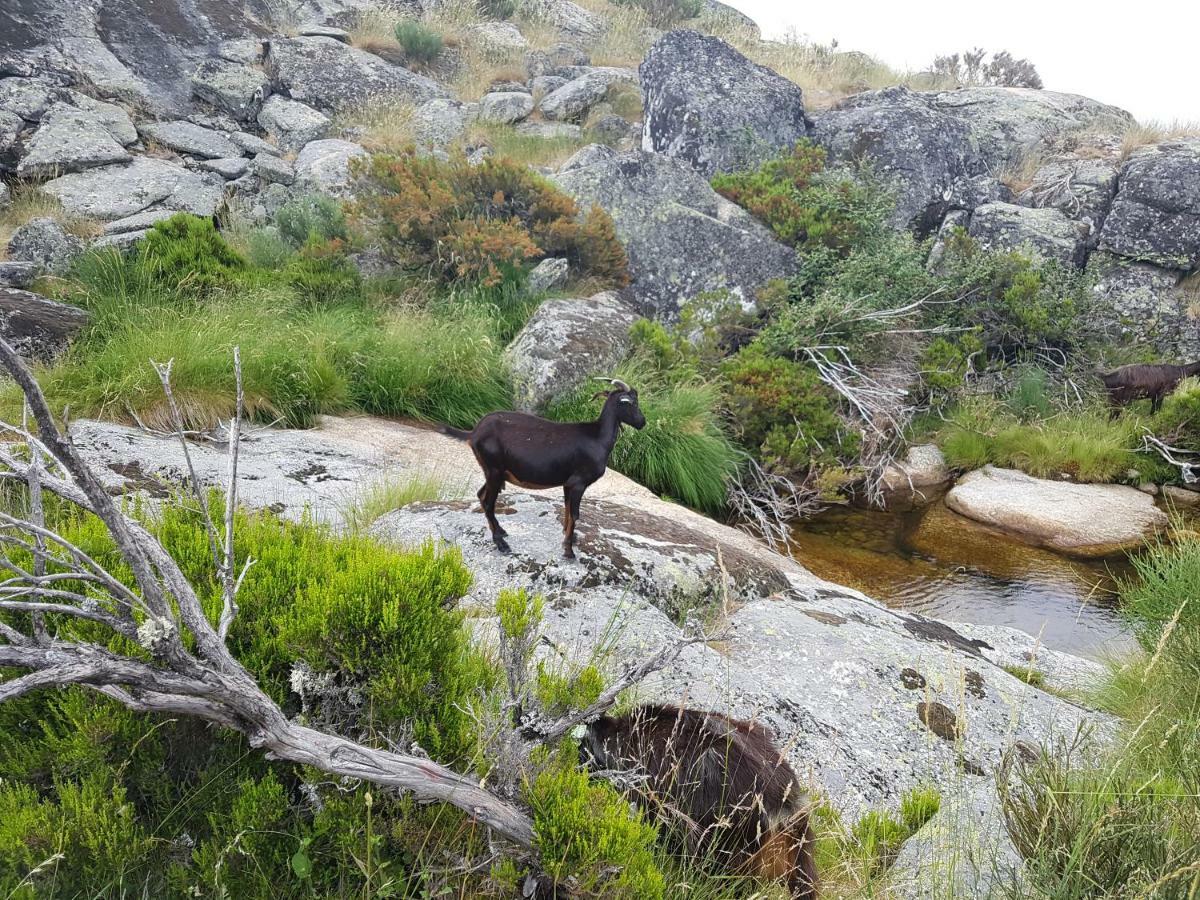 Casa Da Bela Vista - Serra Da Estrela Ковілян Екстер'єр фото